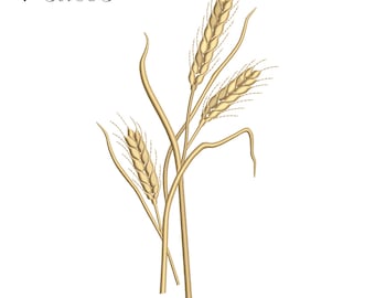 May include: A digital embroidery design of three wheat stalks in a gold color. The design is available in four sizes and in the following formats: DST, JEF, EXP, PES, PEC, VP3, SHV, HUS, PCS, XXX, CSD.