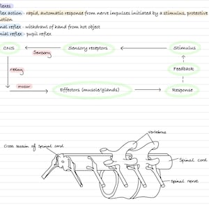 May include: A hand-drawn diagram illustrating the reflex arc, a rapid, automatic response to a stimulus. The diagram shows the pathway of a nerve impulse from a sensory receptor to an effector, such as a muscle or gland. The diagram also includes labels for the central nervous system (CNS), sensory neurons, motor neurons, and the spinal cord.
