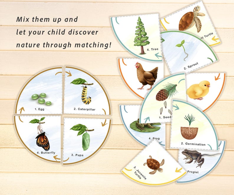 Life Cycle Printable Puzzle Set: Mix & Match Montessori Educational ...