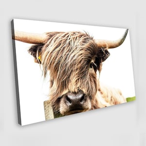 Highland Cow Canvas Wall Art Highland Cow Wall Art Highland Cow Poster Highland Cow Painting Highland Cow Poster Animal Wall Art
