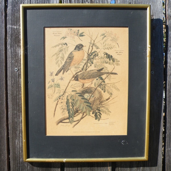 50% off this item, enter LOVE99 at checkout. V i n t a g e Bird Print with Frame Number 5, Bird Print, Bird Picture
