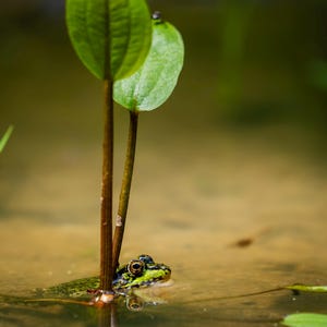 Grenouille verte assise à côté d'une plante dans l'eau.