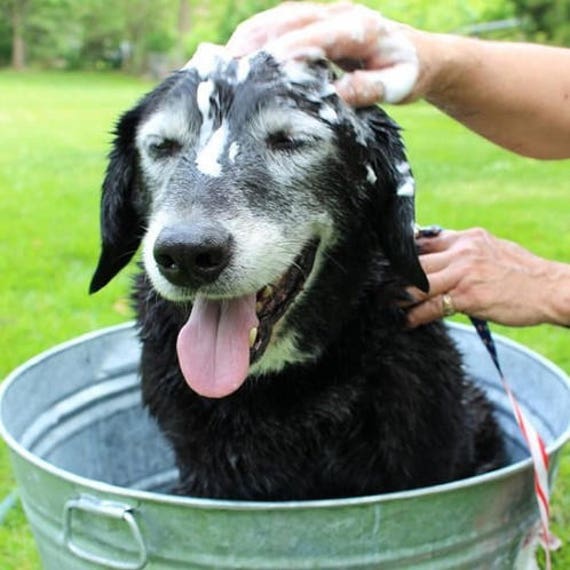 Natural Pet Conditioner Pet Grooming Dog and Cat Fur Etsy