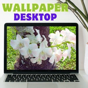 White Orchid Photography Wallpaper, Whimsical Orchid Desktop Wallpaper, Serene White Orchid Wallpaper, Elevate Your Space with Elegance.