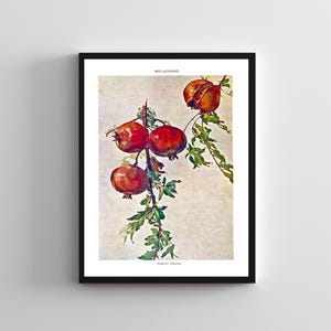 Vintage pomegranate fruit print digital illustration vintage painting colourful wall art vintage poster, kitchen wall art