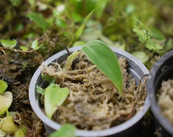 Filodendro sp. Cóndor