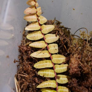 Marcgravia Umbellata – Steckling mit 12 Blättern | Seltene Schindel-Kletterpflanze für Vivarien & Terrarien