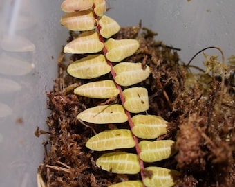 Marcgravia Umbellata – Esqueje de 12 hojas / Planta trepadora de hojas finas y raras para vivarios y terrarios