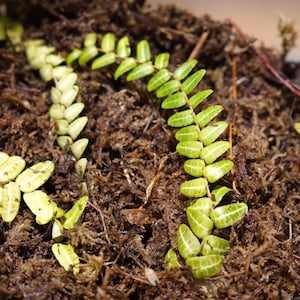 Marcgravia rectiflora Seltene Schindel Kletterpflanze Vivarium Terrarium Steckling