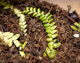 Marcgravia rectiflora Rzadka roślina pnąca Vivarium Terrarium Sadzonka