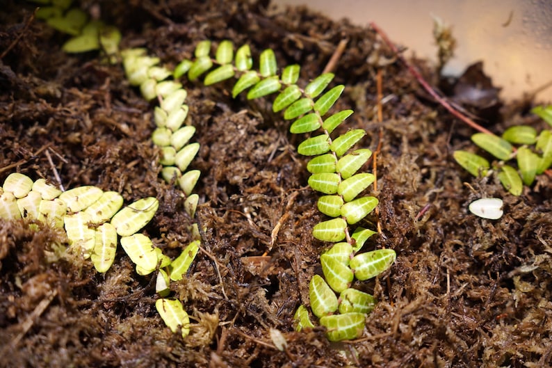 Puede incluir: Primer plano de una planta de helecho verde con hojas verde claro que crece en tierra marr&oacute;n.