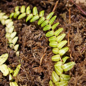 Puede incluir: Primer plano de una planta de helecho verde que crece en un lecho de musgo marr&oacute;n.