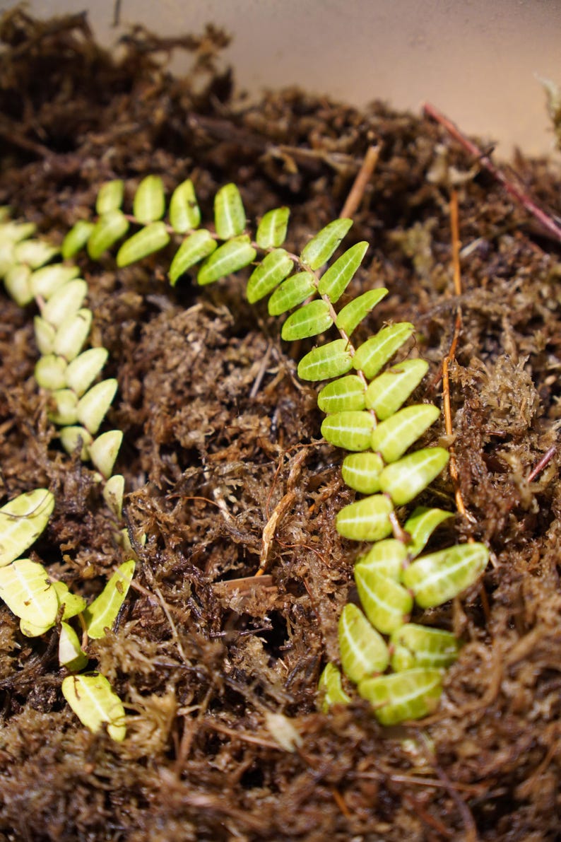 Puede incluir: Primer plano de una planta de helecho verde que crece en un lecho de musgo marr&oacute;n.