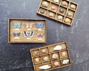 Butterfly Specimen Collection Tray Seashell Collection Trays Dollhouse Scientific or Museum Scene Vintage Style Framed Specimens 1:12