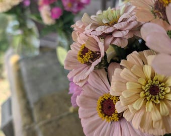 Zinnia Seeds- 100 seeds per packet