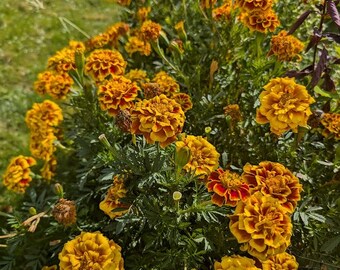 Marigold Seeds -100 seeds per packet