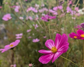 Cosmo Seeds- 75 seeds per packet