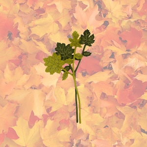 Felt Maple Leaf