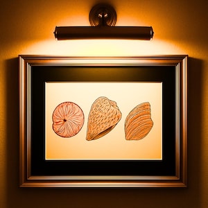 Könnte beinhalten: Gerahmte Illustration mit drei orangefarbenen Muscheldarstellungen. Die Kunstwerke sind vor einem cremefarbenen Hintergrund mit einem schwarzen Passepartout und einem goldfarbenen Rahmen versehen. Über dem Rahmen ist eine bronzefarbene Bildleuchte an einer warmtonigen Wand angebracht.