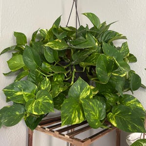 Puede incluir: Una exuberante planta de potos en una cesta colgante negra. La planta tiene hojas grandes en forma de corazón con variegaciones amarillas. La cesta está suspendida de un gancho de techo por una cuerda negra. La planta se exhibe en un soporte de madera.