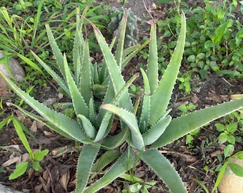 薬用アロエベラ |オーガニック |サイズと種類を選択 |サビラ |アロエベラ