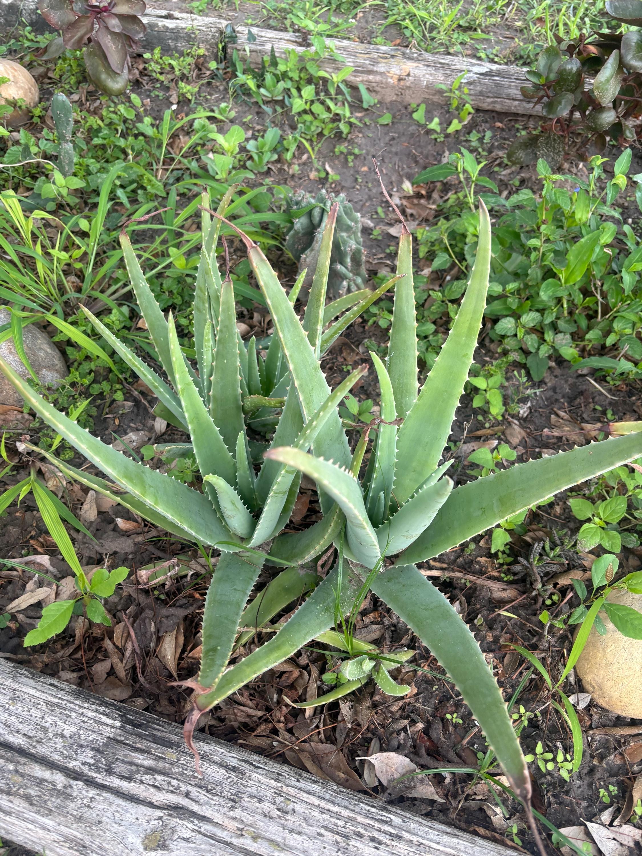 aloe vera blume kaufen Aloe Vera „Alfonso“ – Aloe-Vera-Pflanze in Gärtnerqualität kaufen main image 0