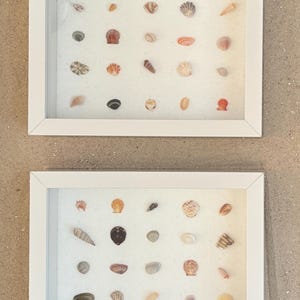 Assortiment d&#39;oeuvres d&#39;art en boîte d&#39;ombre naturelles pour mini coquillages de plage - Cadre blanc