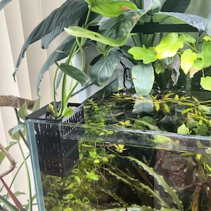 aquarium, planter, fish tank, aquascape