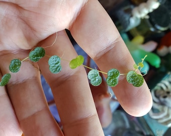 Peperomia emarginella - easy, tiny climbing terrarium plant - small cutting