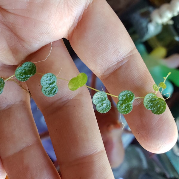 Peperomia emarginella - easy, tiny climbing terrarium plant - small cutting