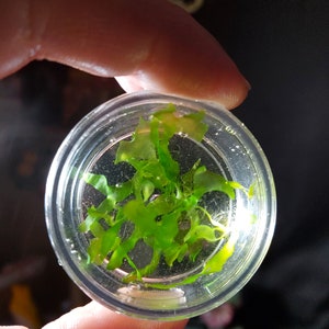 Subwassertang Lomariopsis cutting - NOT a lookalike liverwort species!