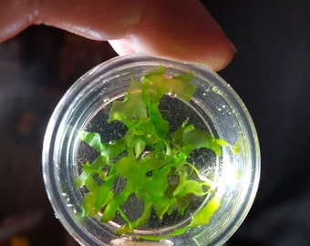 May include: A small clear plastic container with a green leafy plant inside. The plant is submerged in water.