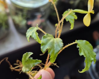 Begonia prismatocarpa - tiny terrarium begonia, small cutting