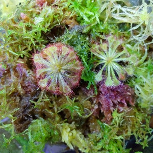 May include: A close-up of a small carnivorous plant with green, red, and white leaves growing in a pot with moss.