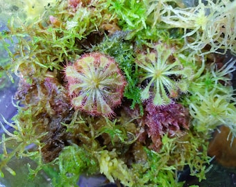 SUNDEW BOG: nearly zero-maintenance carnivorous plant habitat! Just add a jar!