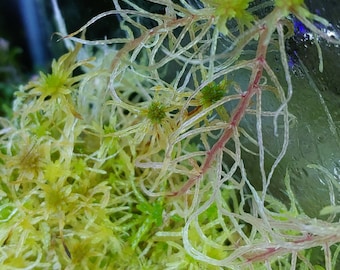 Windowsill Moss Bog kit, jar included!