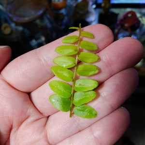 Marcgravia rectiflora - small cutting