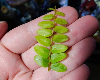 Marcgravia rectiflora - small cutting
