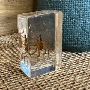 Spider Paper Weight