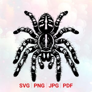 Tarántula SVG: PNG, imágenes prediseñadas de araña, diseño vectorial, archivo cortado con láser (descarga digital)
