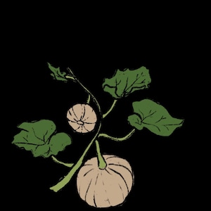 Seminole Pumpkin ~ Cucurbita Moschata