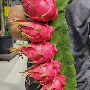 May include: A green dragon fruit cactus stem with five attached bright pink dragon fruits. The text Townsend Pink is printed in white in the upper left corner. The fruits have a vibrant pink skin with green-tipped scales and dried brown ends.