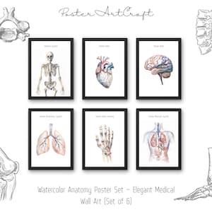 Könnte beinhalten: Set aus sechs gerahmten Aquarell-Anatomiepostern. Jedes Poster zeigt eine detaillierte Illustration der menschlichen Anatomie, einschließlich Skelett, Herz, Gehirn, Lunge, Hand und Muskelsystem. Die Poster sind mit den Namen der anatomischen Systeme beschriftet.