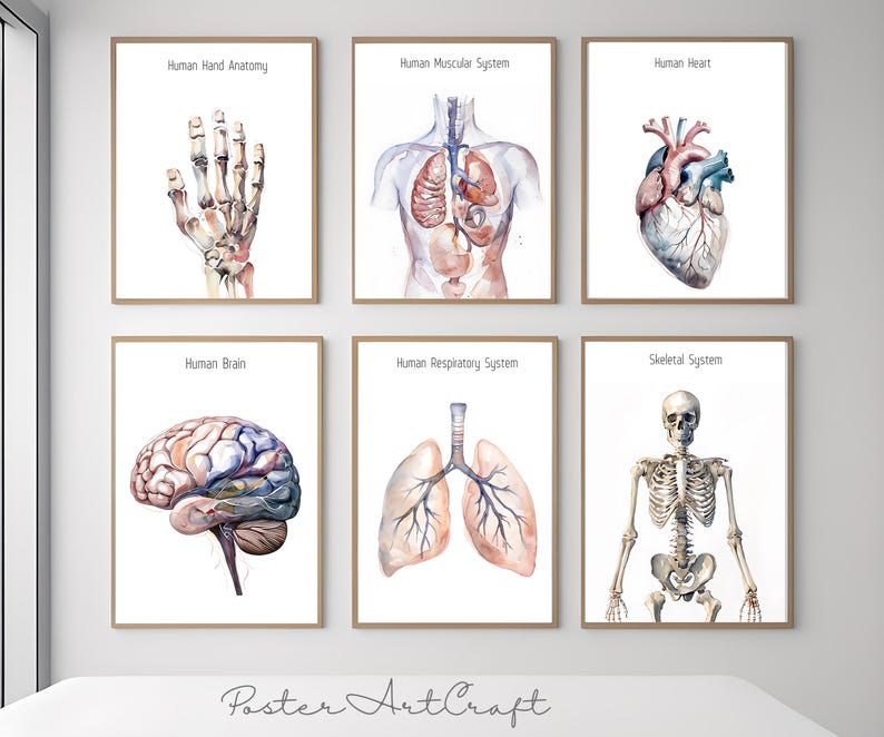 Watercolor Anatomy Posters – Medical Wall Art Prints Set – 6 Watercolor ...