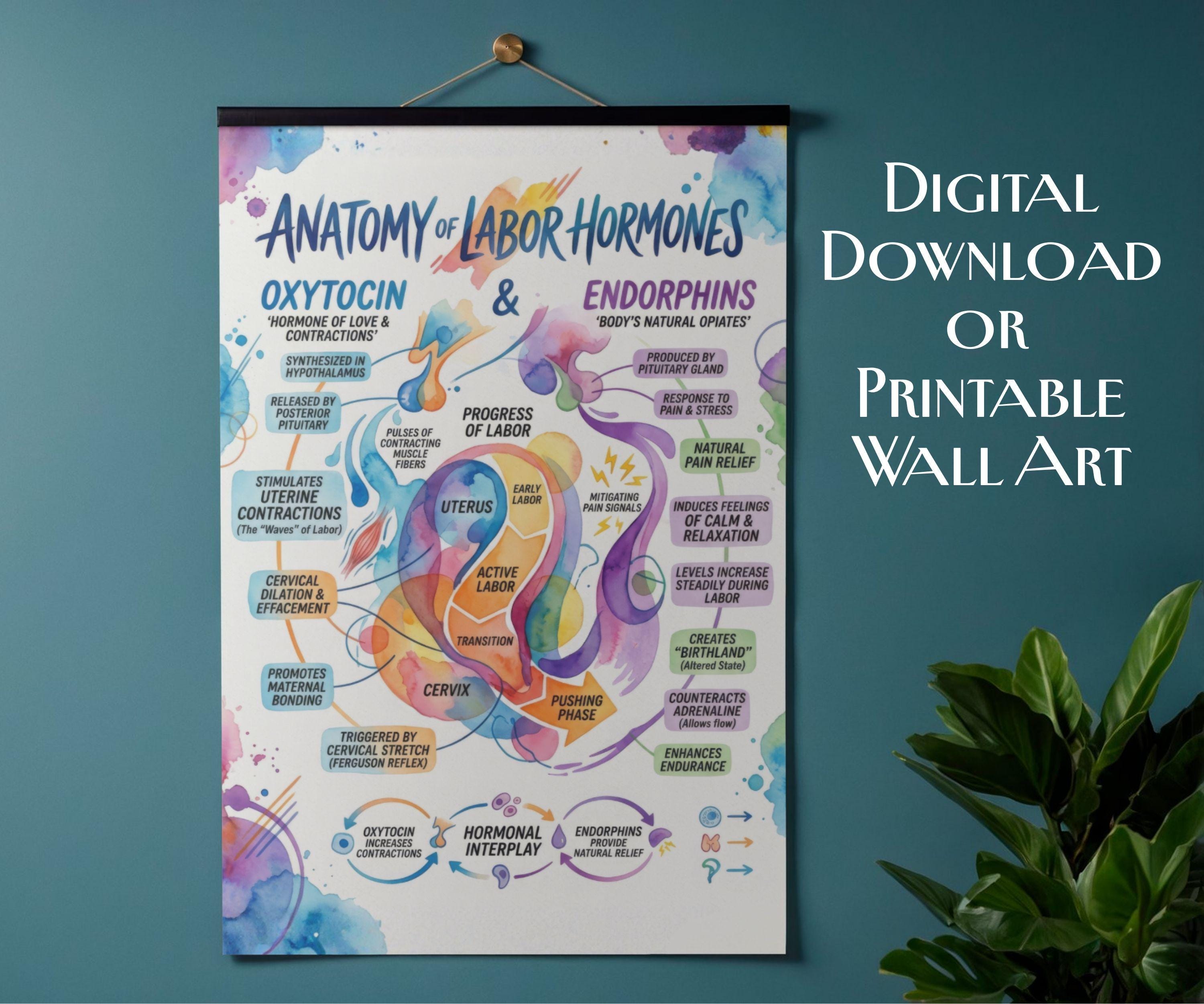 Anatomy of Labor Hormones Poster, Oxytocin & Endorphins Chart, Birth ...