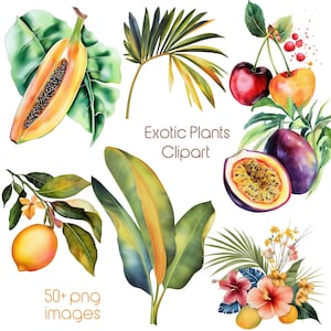 Puede incluir: Ilustración en acuarela de frutas y plantas exóticas. La imagen incluye una papaya, cerezas, maracuyá, limón y hojas tropicales. El texto dice "Exotic Plants Clipart" y "50+ png images".