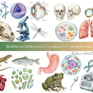Paquete de imágenes prediseñadas de acuarela para el aula de biología: más de 90 imágenes PNG de ciencia y botánica, modelos de anatomía, microscopios, plantas, insectos y escritorios para profesores.