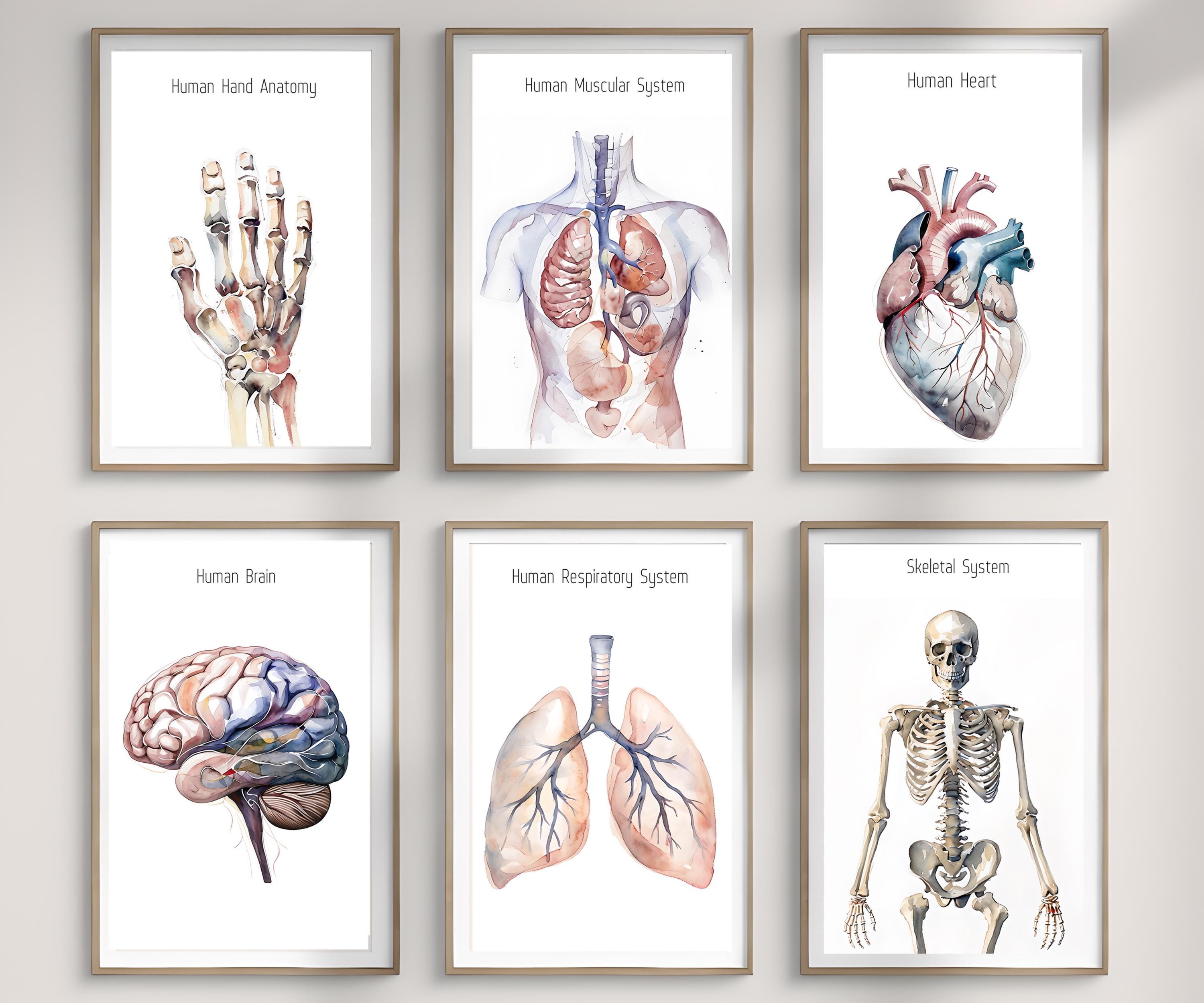 Human cell poster - Etsy België, image size:3000x2500