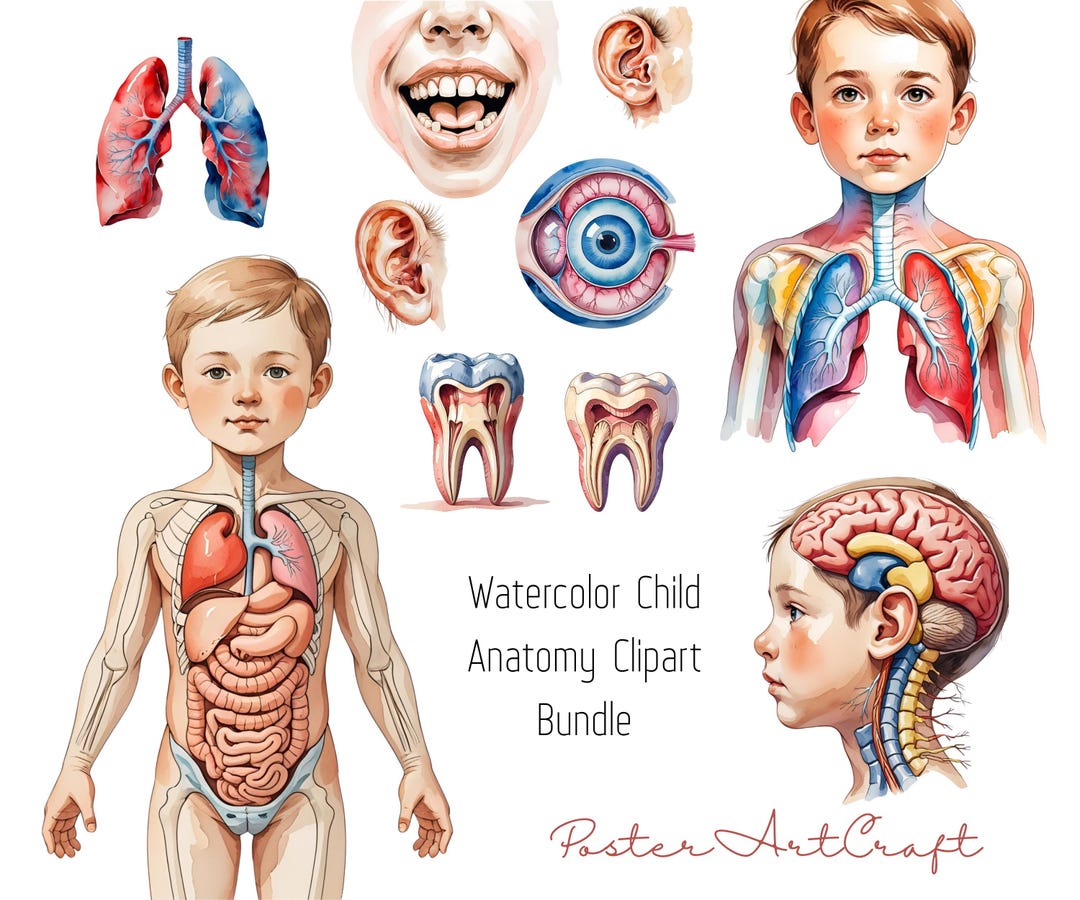 Child Anatomy Clipart Bundle – Organs, Skeleton, Muscles – Pediatric  Educational Medical Illustrations PNG Set Watercolor - Etsy, image size:1080x900