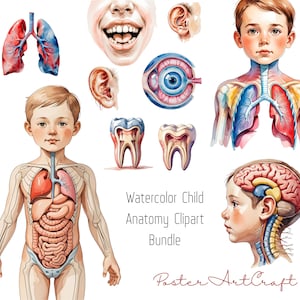 Kinderanatomie Clipart Bundle – Organe, Skelett, Muskeln – Pädiatrische pädagogische medizinische Illustrationen PNG Set Aquarell